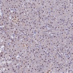 Invitrogen NCBP1 Polyclonal Antibody 100 &mu;L; Unconjugated:Antibodies,