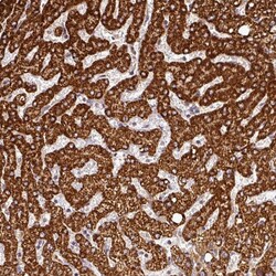 Invitrogen FAIM Polyclonal Antibody 100 &mu;L; Unconjugated:Antibodies,