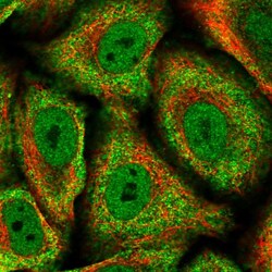 Invitrogen SYMPK Polyclonal Antibody 100 &mu;L; Unconjugated:Antibodies,