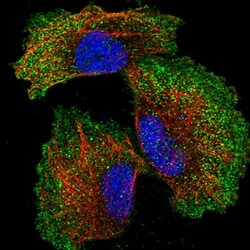 Invitrogen ZNF706 Polyclonal Antibody 100 &mu;L; Unconjugated:Antibodies,