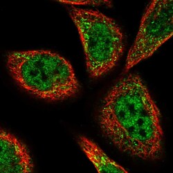 Invitrogen PEX3 Polyclonal Antibody 100 &mu;L; Unconjugated:Antibodies,