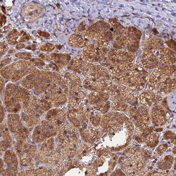 Invitrogen PEX3 Polyclonal Antibody 100 &mu;L; Unconjugated:Antibodies,