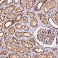 Invitrogen PEX3 Polyclonal Antibody 100 &mu;L; Unconjugated:Antibodies,