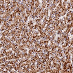 Invitrogen PEX3 Polyclonal Antibody 100 &mu;L; Unconjugated:Antibodies,