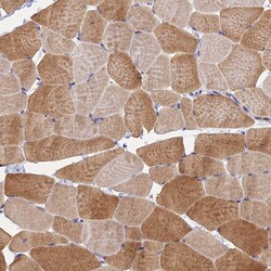 Invitrogen PEX3 Polyclonal Antibody 100 &mu;L; Unconjugated:Antibodies,