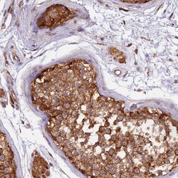 Invitrogen PEX3 Polyclonal Antibody 100 &mu;L; Unconjugated:Antibodies,