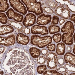 Invitrogen HAGH Polyclonal Antibody 100 &mu;L; Unconjugated:Antibodies,
