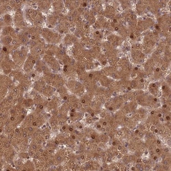 Invitrogen HAGH Polyclonal Antibody 100 &mu;L; Unconjugated:Antibodies,