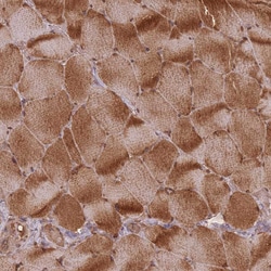 Invitrogen HAGH Polyclonal Antibody 100 &mu;L; Unconjugated:Antibodies,