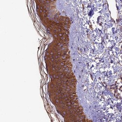 Invitrogen VPS16 Polyclonal Antibody 100 &mu;L | Buy Online | Invitrogen&trade; | Fisher Scientific