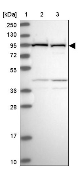 Invitrogen VPS16 Polyclonal Antibody 100 &mu;L | Buy Online | Invitrogen&trade; | Fisher Scientific