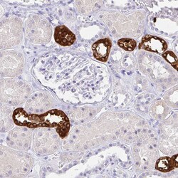 Invitrogen Uromodulin Polyclonal Antibody 100 &mu;L; Unconjugated:Antibodies,