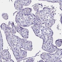 Invitrogen Uromodulin Polyclonal Antibody 100 &mu;L; Unconjugated:Antibodies,