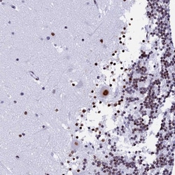 Invitrogen NSA2 Polyclonal Antibody 100 &mu;L; Unconjugated:Antibodies,
