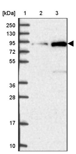 Invitrogen GLE1 Polyclonal Antibody 100 &mu;L | Buy Online | Invitrogen&trade; | Fisher Scientific