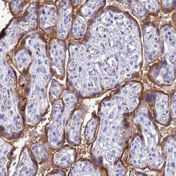Invitrogen KGF Polyclonal Antibody 100 &mu;L; Unconjugated:Antibodies,