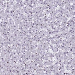 Invitrogen RALY Polyclonal Antibody 100 &mu;L; Unconjugated:Antibodies,