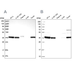 Invitrogen RALY Polyclonal Antibody 100 &mu;L; Unconjugated:Antibodies,