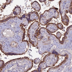 Invitrogen PTCD2 Polyclonal Antibody 100 &mu;L; Unconjugated:Antibodies,
