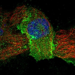 Invitrogen LEPREL2 Polyclonal Antibody 100 &mu;L; Unconjugated:Antibodies,