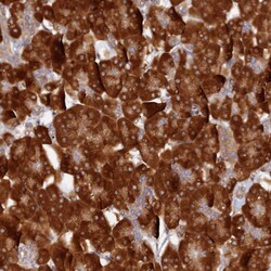 Invitrogen LEPREL2 Polyclonal Antibody 100 &mu;L; Unconjugated:Antibodies,