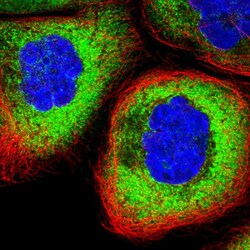 Invitrogen RPL17 Polyclonal Antibody 100 &mu;L; Unconjugated:Antibodies,