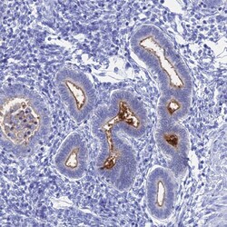 Invitrogen CD203c Polyclonal Antibody 100 &mu;L; Unconjugated:Antibodies,