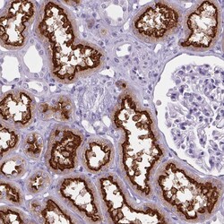 Invitrogen CUBN Polyclonal Antibody 100 &mu;L; Unconjugated:Antibodies,