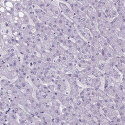Invitrogen CUBN Polyclonal Antibody 100 &mu;L; Unconjugated:Antibodies,