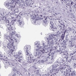 Invitrogen CUBN Polyclonal Antibody 100 &mu;L; Unconjugated:Antibodies,