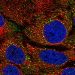Invitrogen STAM Polyclonal Antibody 100 &mu;L; Unconjugated:Antibodies,
