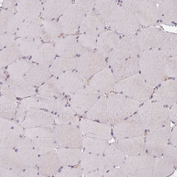 Invitrogen STAM Polyclonal Antibody 100 &mu;L; Unconjugated:Antibodies,