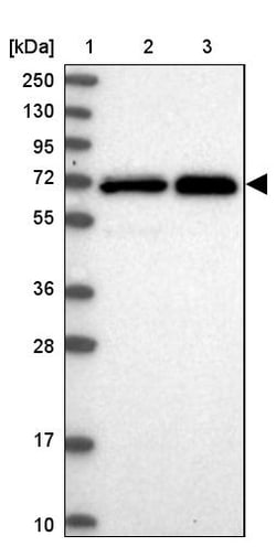 Invitrogen STAM Polyclonal Antibody 100 &mu;L; Unconjugated:Antibodies,