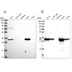 Invitrogen HADH Polyclonal Antibody 100 &mu;L; Unconjugated:Antibodies
