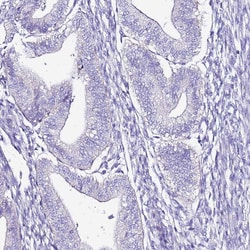 Invitrogen MYBPC3 Polyclonal Antibody 100 &mu;L; Unconjugated:Antibodies,