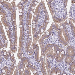 Invitrogen PLCB3 Polyclonal Antibody 100 &mu;L; Unconjugated:Antibodies,