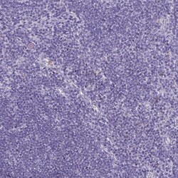 Invitrogen PLCB3 Polyclonal Antibody 100 &mu;L; Unconjugated:Antibodies,