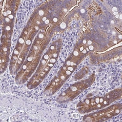 Invitrogen PLCB3 Polyclonal Antibody 100 &mu;L; Unconjugated:Antibodies,
