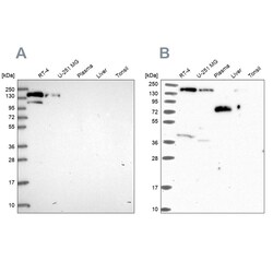 Invitrogen PLCB3 Polyclonal Antibody 100 &mu;L | Buy Online | Invitrogen&trade; | Fisher Scientific