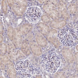 Invitrogen SUGT1 Polyclonal Antibody 100 &mu;L; Unconjugated:Antibodies,