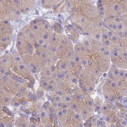 Invitrogen STIP1 Polyclonal Antibody 100 &mu;L; Unconjugated:Antibodies,