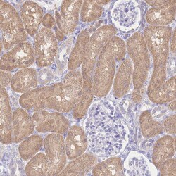 Invitrogen FAH Polyclonal Antibody 100 &mu;L; Unconjugated:Antibodies,