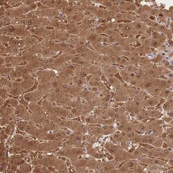 Invitrogen FAH Polyclonal Antibody 100 &mu;L; Unconjugated:Antibodies,