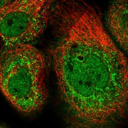 Invitrogen CLUAP1 Polyclonal Antibody 100 &mu;L; Unconjugated:Antibodies,