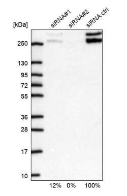 Invitrogen CIC Polyclonal Antibody 100 &mu;L | Buy Online | Invitrogen&trade; | Fisher Scientific