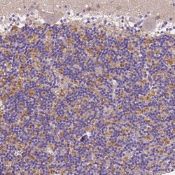 Invitrogen GABRD Polyclonal Antibody 100 &mu;L; Unconjugated:Antibodies,
