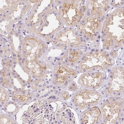 Invitrogen GABRD Polyclonal Antibody 100 &mu;L; Unconjugated:Antibodies,
