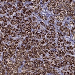 Invitrogen FDXR Polyclonal Antibody 100 &mu;L; Unconjugated:Antibodies,