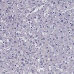 Invitrogen FDXR Polyclonal Antibody 100 &mu;L; Unconjugated:Antibodies,