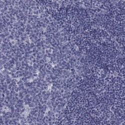 Invitrogen FDXR Polyclonal Antibody 100 &mu;L; Unconjugated:Antibodies,